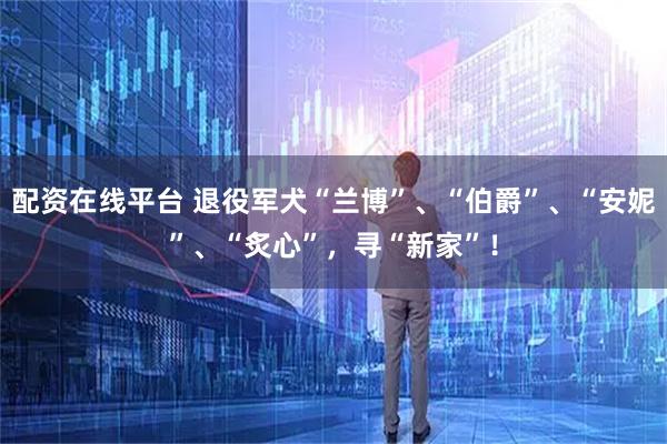 配资在线平台 退役军犬“兰博”、“伯爵”、“安妮”、“炙心”，寻“新家”！